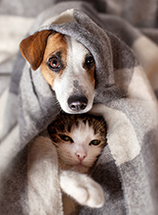 Love After Death: Advanced Pet Planning Ensures Continuity of Care